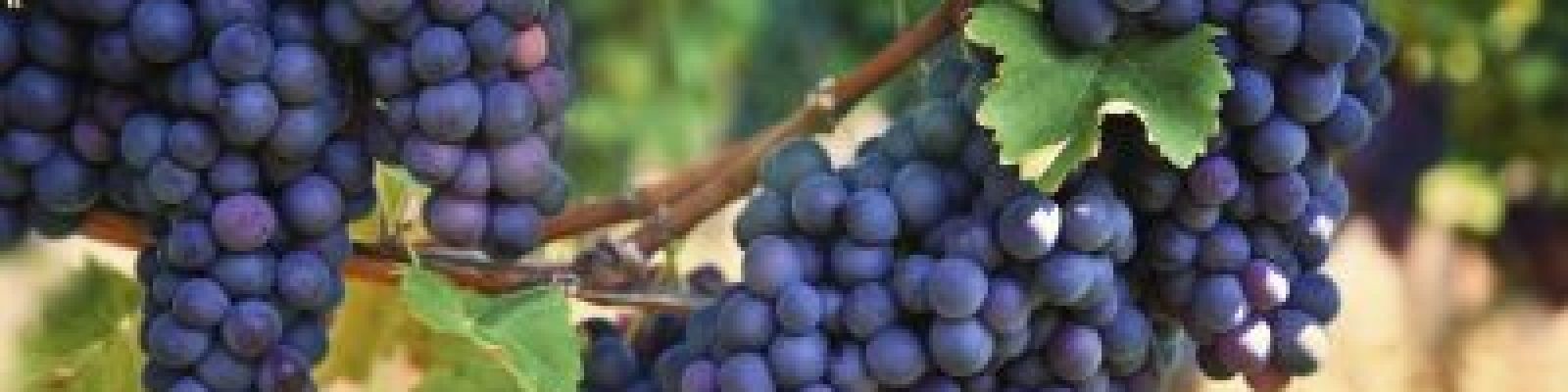 group winery tours